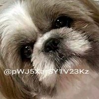 菊間花鈴 (@pwj5xarsy1v23kz) 's Twitter Profile