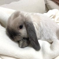 さと (@sato_rabbits) 's Twitter Profile