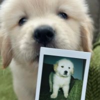 Roxyyyy (@aureliaaaisme) 's Twitter Profile