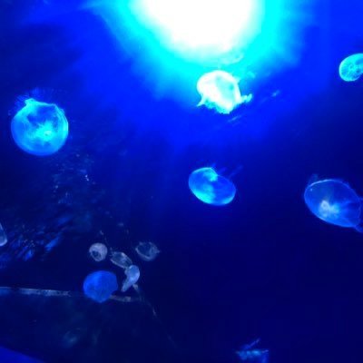 Apolo5800's profile picture. Apoloです。 観測者芽組🌱