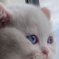 Dünyadan (@akmakali125978) 's Twitter Profile