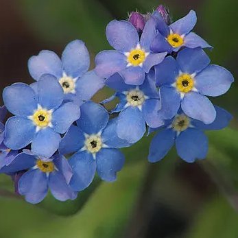 mipungato's profile picture. por suerte no soy mendocino