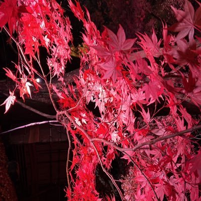 MZNy65b0sg91xvn's profile picture. のどっかの大学生