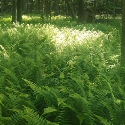 akpan_prinz2012's profile picture. “Web3 Enthusiast |Content Marketer | mathstutor/ Aspiring Data scientist/ statistician/Msc in view/  Professor of statistics and data In view