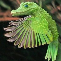 Florida Bird (@timothylanham1) 's Twitter Profile