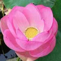 ๐พ๐พ๐พ (@sikarasim3) 's Twitter Profile