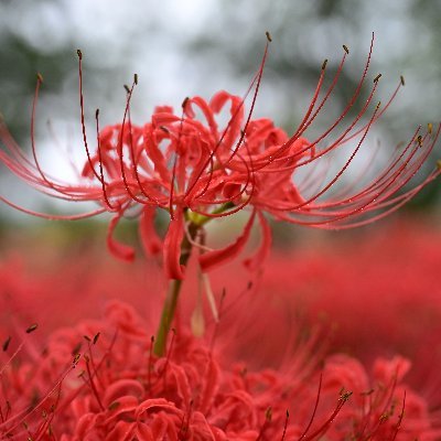 BlooMoon_15's profile picture. ポートレート練習過程

Nikon Zf