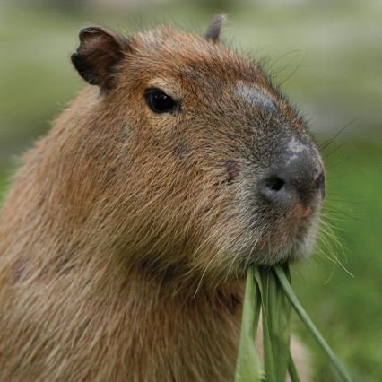 gokapibara's profile picture. 