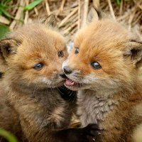 サトス✨️フォロバ100 (@world_animalinf) Twitter profile photo