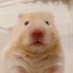 🐹 (@megakuri_) Twitter profile photo 🐹 (@megakuri_) Twitter profile photo