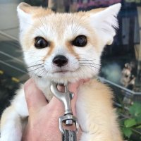 Follow @mojipuppy.bsky.social (@mojipuppy) 's Twitter Profile