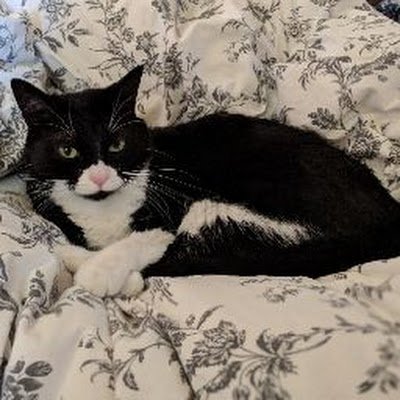 PixelbugCatamus's profile picture. 