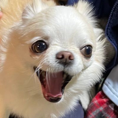 wMz2mgemnc13441's profile picture. 成人済み腐ショタコン‼️‼️‼️不健全ポストはこっち @3vl83uuyyn9175