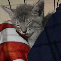 ponyo’sssister (@easypickmi) 's Twitter Profile