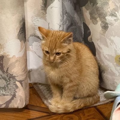 lysi_the17092's profile picture. 