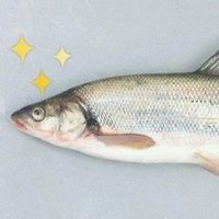 さがみ野うぐい (@foooorlan) 's Twitter Profile