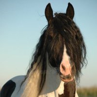 Cob horse of twt (@honseenjoyer) 's Twitter Profile