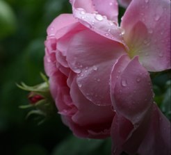 shaheera22's profile picture. الحمد لله على كل حال