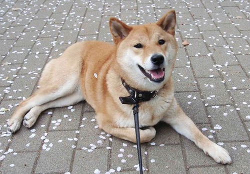 犬と暮らす毎日。自分でやりたいこと、やらなければいけないこと、やらなくていいのにやってしまうことの狭間でふらふら生きています。