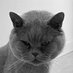 Jets el Gatito 🐉🦆💚 (@jets_el_gatito) Twitter profile photo Jets el Gatito 🐉🦆💚 (@jets_el_gatito) Twitter profile photo