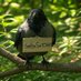 AMurderofTalkingCrows (@scottsm17586711) Twitter profile photo AMurderofTalkingCrows (@scottsm17586711) Twitter profile photo