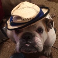 will farrell (@willfarrel66050) 's Twitter Profile