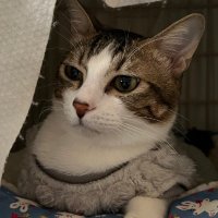 kisumiol (@kisumiol) 's Twitter Profile