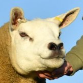 bigolemand's profile picture. PHD in Trust of Science
Masters in Basic Math