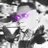 CToshi_Bull CToshi_Bull