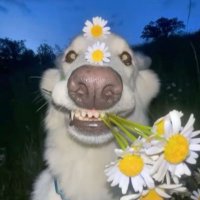 سالارد🥗 (@ssaallaar) 's Twitter Profile