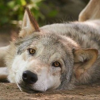 Just a disturbed regular wolf with instructions for use🤪🐺