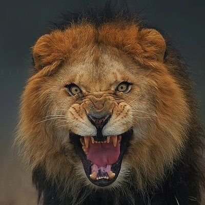 Husseinmoalim8's profile picture. Mind on politics . Education 🧠
Serving threads,memes & real news⚡️
Verified for a reason 👊| 🇰🇪