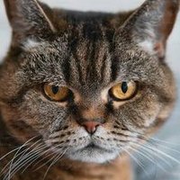 Triggered Aren’t You (@tmfchica) 's Twitter Profile Photo