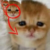 Plingus Gakster (@plingusgakster) 's Twitter Profile