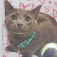 Onion (@sir_onion0) 's Twitter Profile