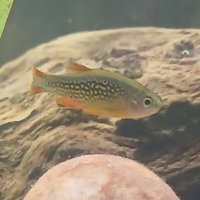 BerounkaAquaristicsAndFlies (@dj_rei_blevins) 's Twitter Profile