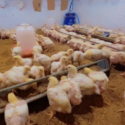 el_kpo221's profile picture. Ici AllohPoulet🐔 Vente de poulet de cher de qualité Commande: +221 78 242 96 42