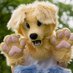 🏴 Kodi 🏳️🌈 (@kodibarks) Twitter profile photo 🏴 Kodi 🏳️🌈 (@kodibarks) Twitter profile photo
