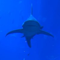 Skelly (@skexis) 's Twitter Profile Photo Skelly (@skexis) 's Twitter Profile Photo