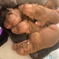 Cleo Childs (@cleospuppies) 's Twitter Profile