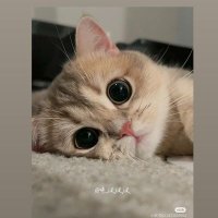 Safaa Aboutaleb (@safaaaboutaleb2) Twitter profile photo