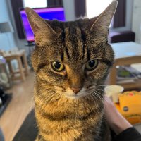 Millie 😸📚🦔💚 (@milliemall) 's Twitter Profile