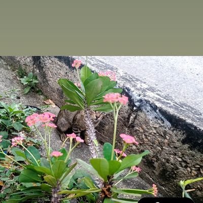 mde_imanol's profile picture. 