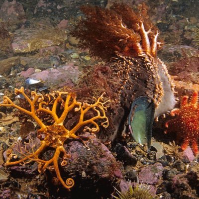 its_me_fungi's profile picture. abt 7,000 species  -5 categories