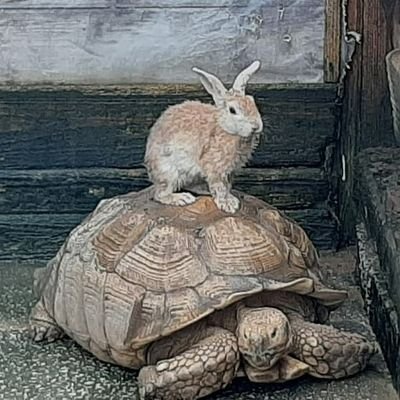 長洲から流れ着いたら盆地でした。
海水が恋しい。
ぼやきで作りました。
7歳、11歳の姉妹の母。
たまにワンオペ。
