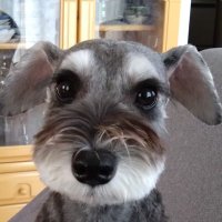 まちゃこ🤍💜 (@machakosato) 's Twitter Profile Photo まちゃこ🤍💜 (@machakosato) 's Twitter Profile Photo