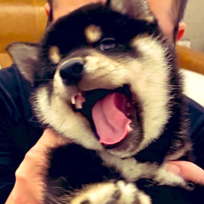 S95SDU6qNH586's profile picture. ワン初心者情報収集、成長記録、xも初心者、☺︎