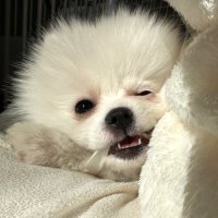 ポメラニアンのこっぺ(0歳) (@coppe_pom) Twitter profile photo