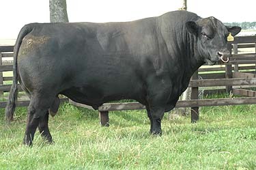 Dunlouise's profile picture. Geordie and Julia Soutar are the founders of the Dunlouise herd, home of the Native Aberdeen Angus Cattle at the foot of the Angus Glens, Scotland.