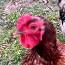 Robin Walls - @walls_robi71862 - Twitter